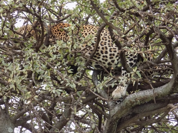 Safari Kenya and Tanzania