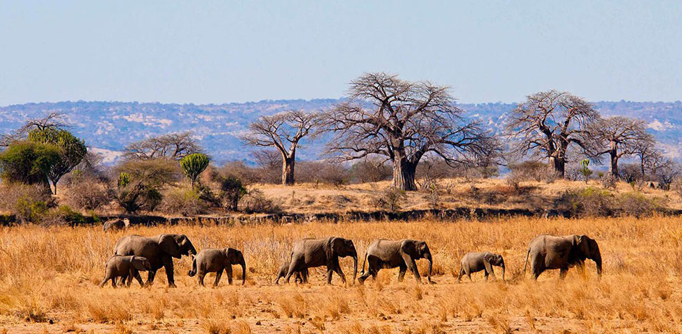 Tanzania Wildlife Safari
