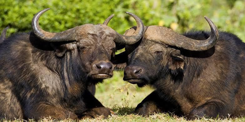 Absolute Holiday Safaris - Kenya Safari - Kenya Tour Absolute Holiday Safaris - Kenya Safari Holiday - Kenya Tour