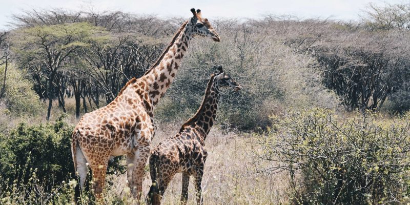 Kenya Safari Holiday - Absolute Holiday Safaris - Kenya Tour Kenya Safari Holiday - Absolute Holiday Safaris - Kenya Tour