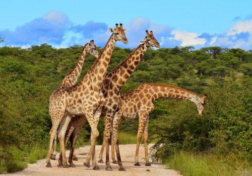 3 Days Kenya Wildlife Safari_Absolute Holiday Safaris Kenya Wildlife Safari