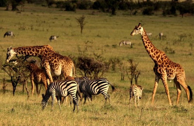 Kenya Budget Holiday Safaris