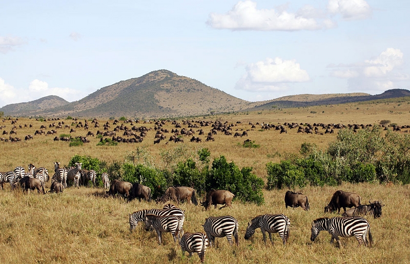 Masai Mara Wildlife Safari