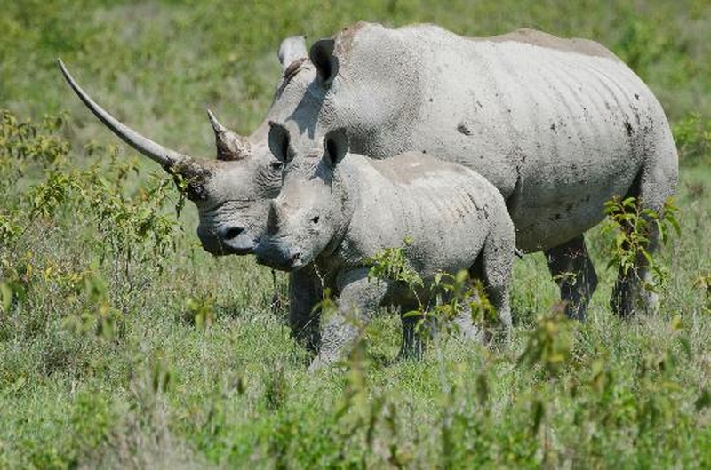 Kenya Wildlife Adventure