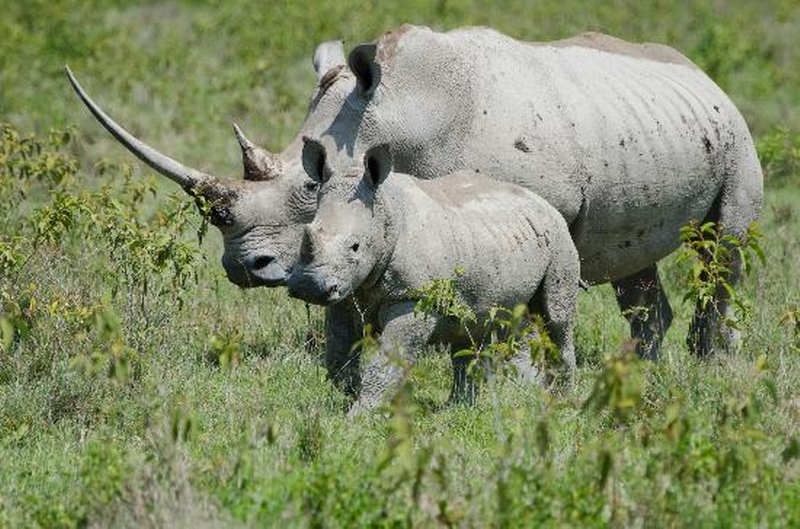 Kenya Wildlife Adventure