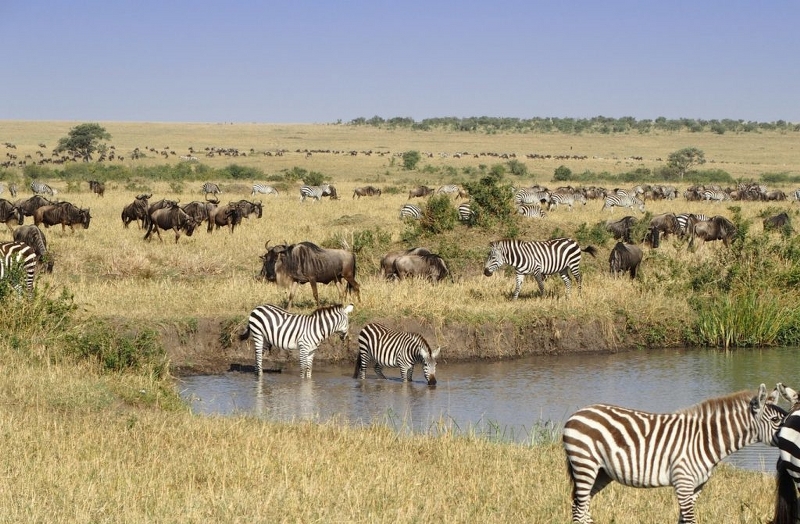 Great Kenya Budget Safari