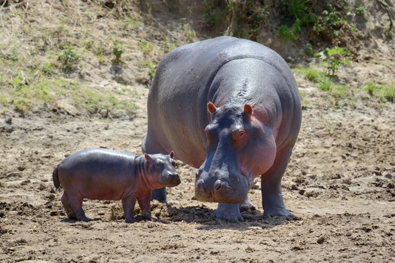 Best Kenya Lodge Safari