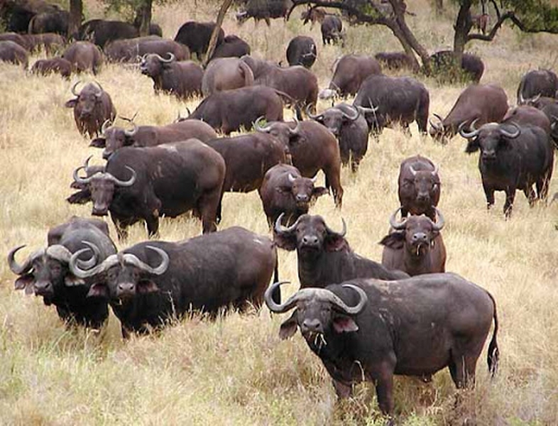 Kenya Budget Safari Package