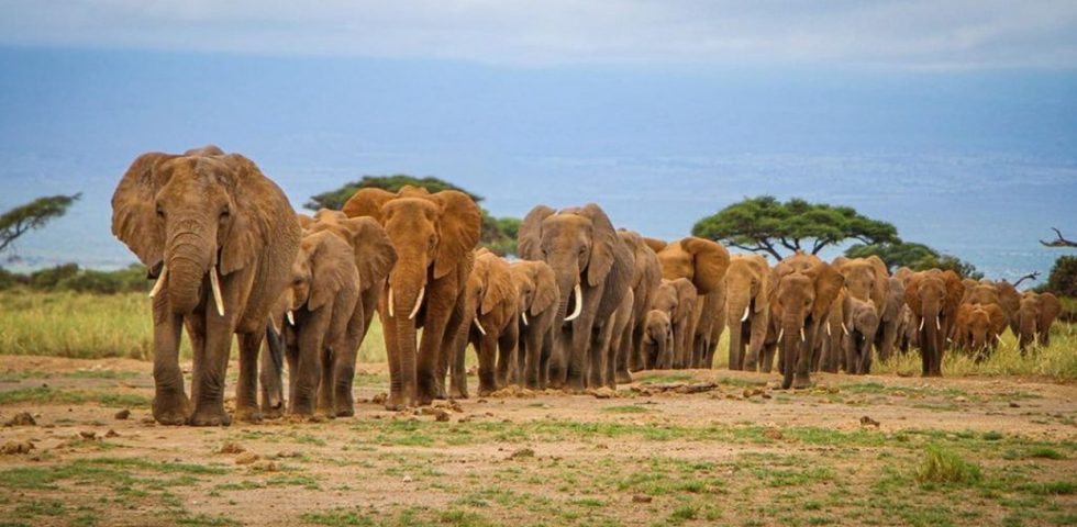 Adventure Holidays In Kenya - Absolute Holiday Safaris_1244x650 Adventure Holidays In Kenya