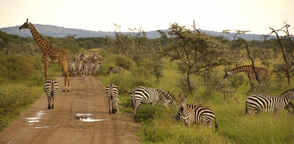 Affordable Tour Package Affordable Tour Package