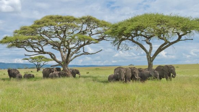 African Safari Across Kenya and Tanzania