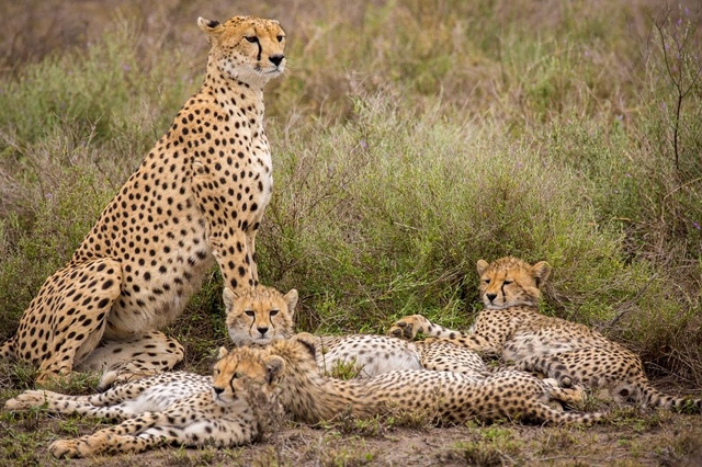 African Safari Holiday In Kenya and Tanzania