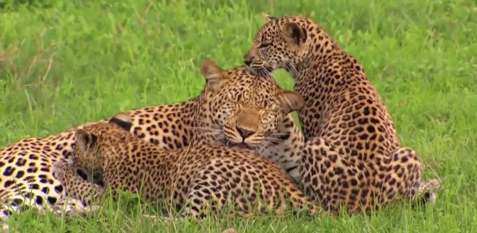 Big Five Tanzania Safari _ Absolute Holiday Safaris Big Five Tanzania Safari