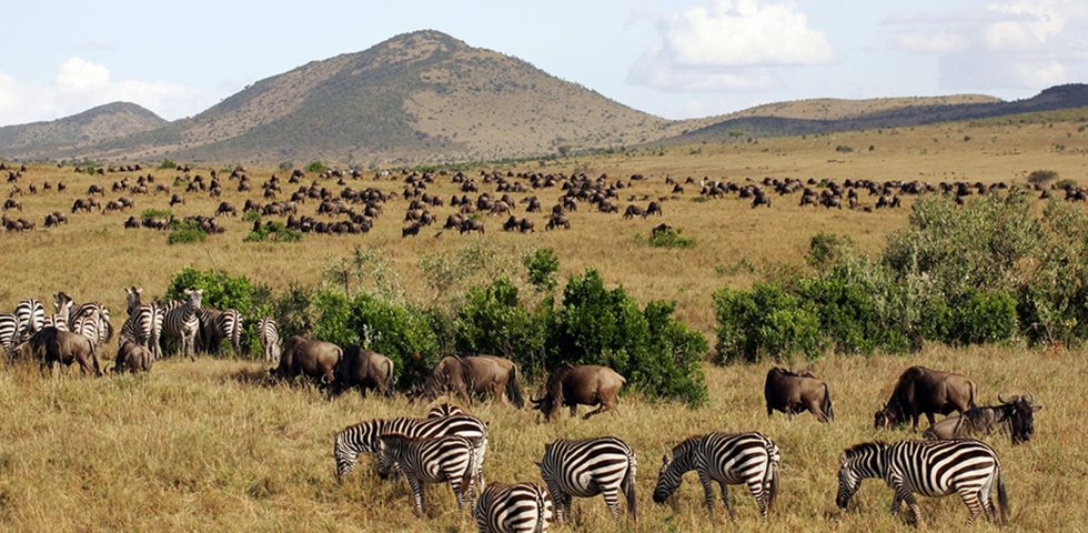 Kenya Budget Safari Holiday