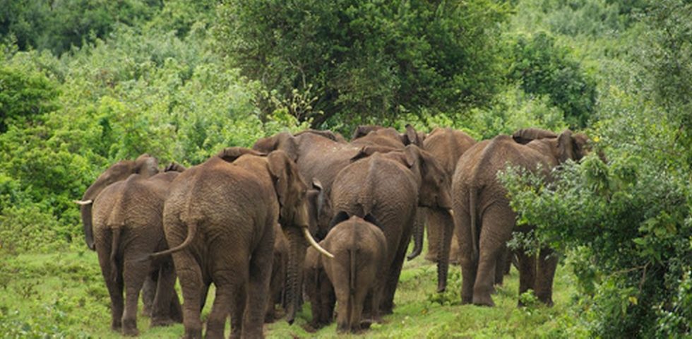 Kenya Safari Holidays _ Absolute Holiday Safaris Kenya Safari Holidays