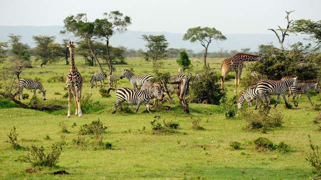 Kenya Tanzania Safari Tours - Absolute Holiday Safaris