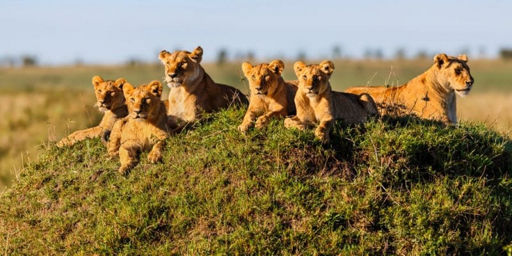 Kenya Tanzania Safari Tours