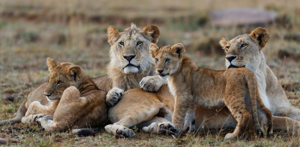 Kenya Wildlife Safari_Absolute Holiday Safaris Kenya wildlife safari / Kenya budget safari / Group joining safari / African safari Tour / masai mara game reserve