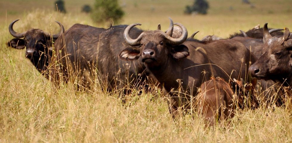 Kenya safari Holiday Tour_1680x763 Kenya Safari Holiday Tours
