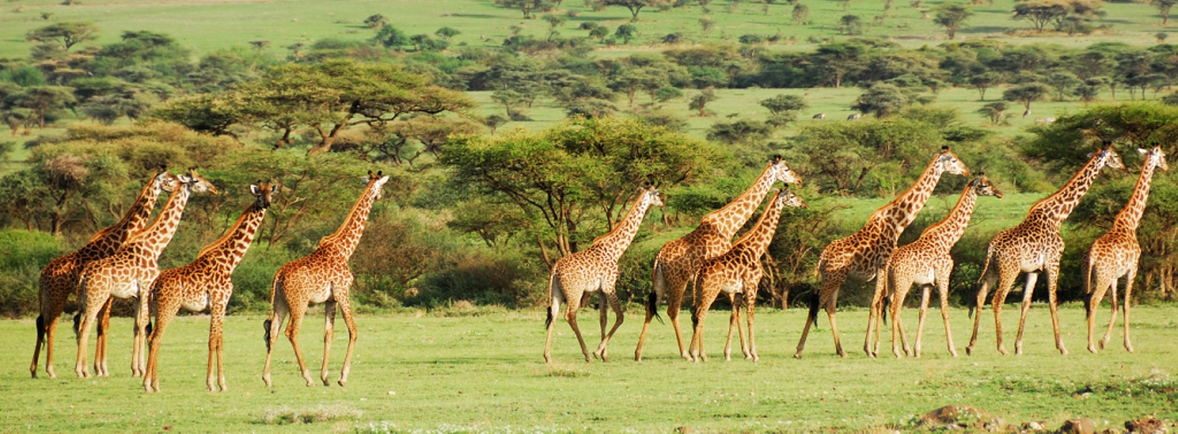 Popular Group Joining Safaris