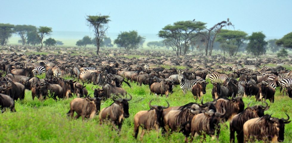 Tanzania Safari Tour_Absolute Holiday Safaris Tanzania Safari Tour