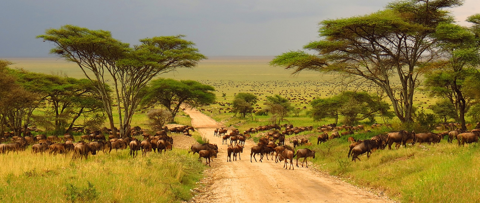 Best Safari In Kenya and Tanzania