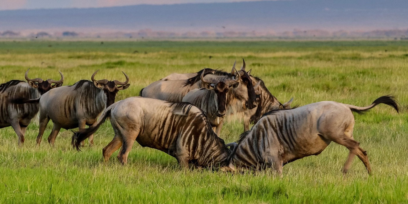 Combined Kenya and Tanzania Safari