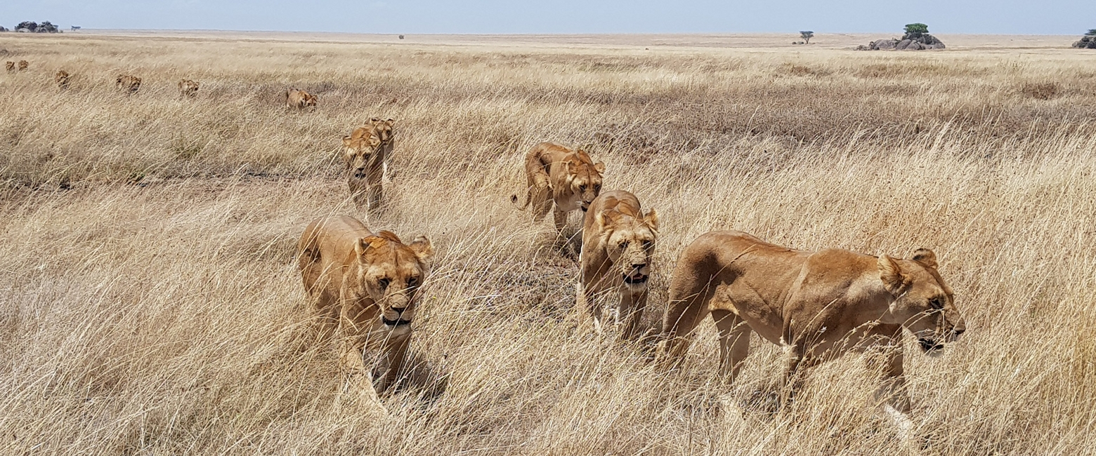 Kenya and Tanzania Safaris