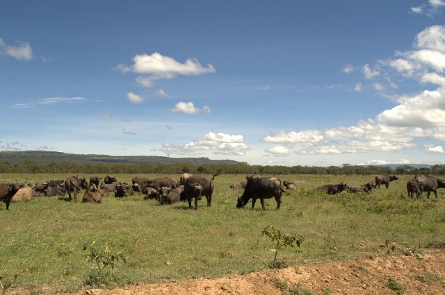 Kenya Wildlife Safaris
