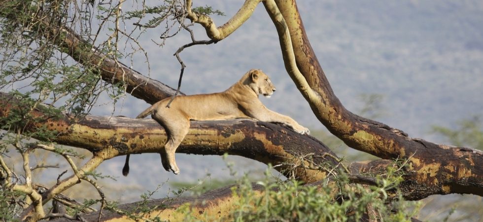 Kenya wildlife Safaris_Absolute Holiday Safaris Kenya Wildlife Safaris