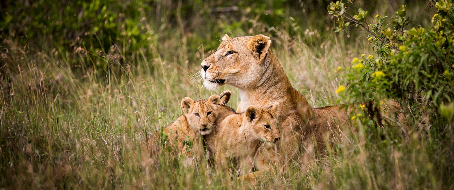 Kenya Family Holiday _ Absolute Holiday Safaris