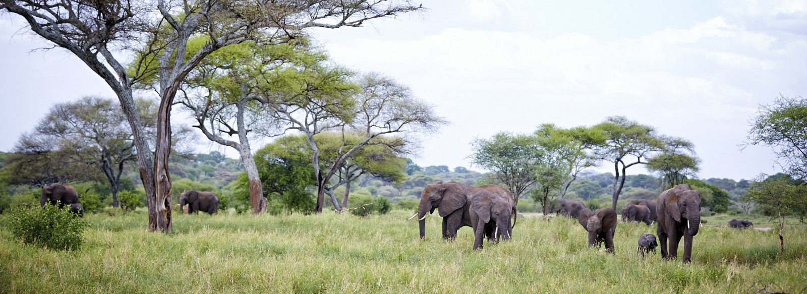 Tanzania Shared Safaris