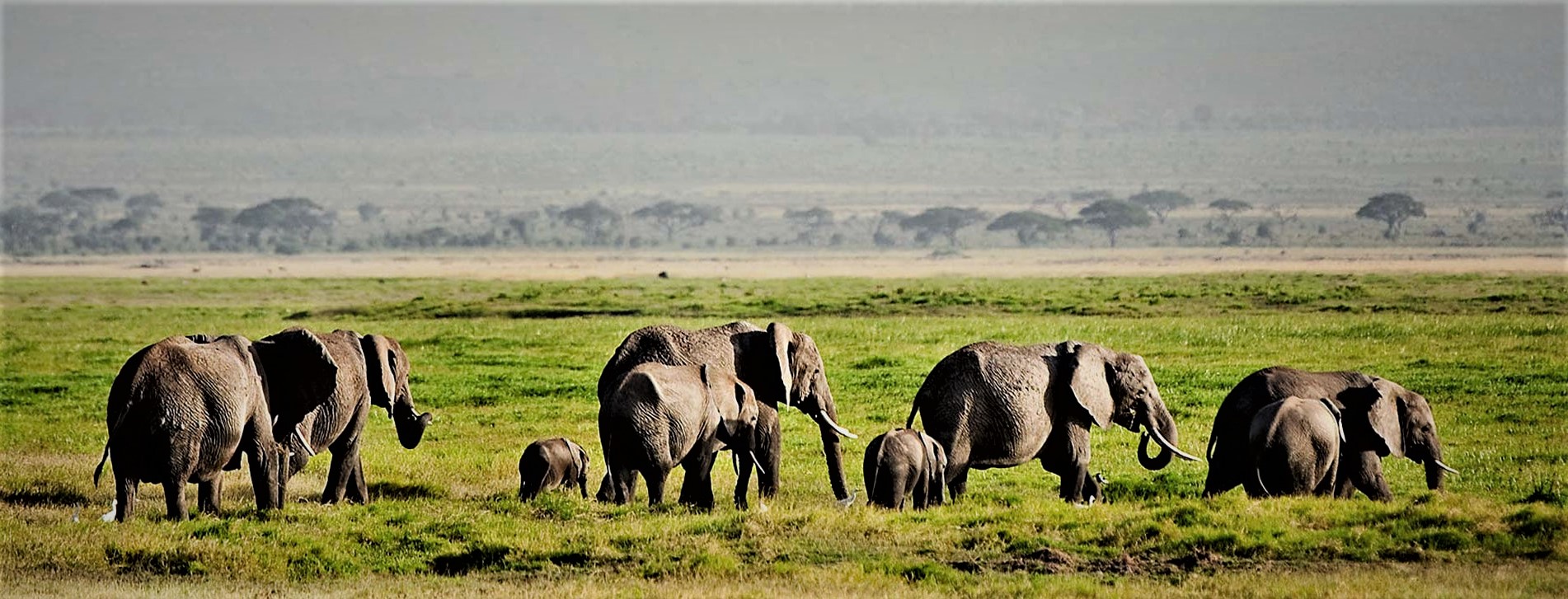 Kenya and Tanzania Safari Adventure