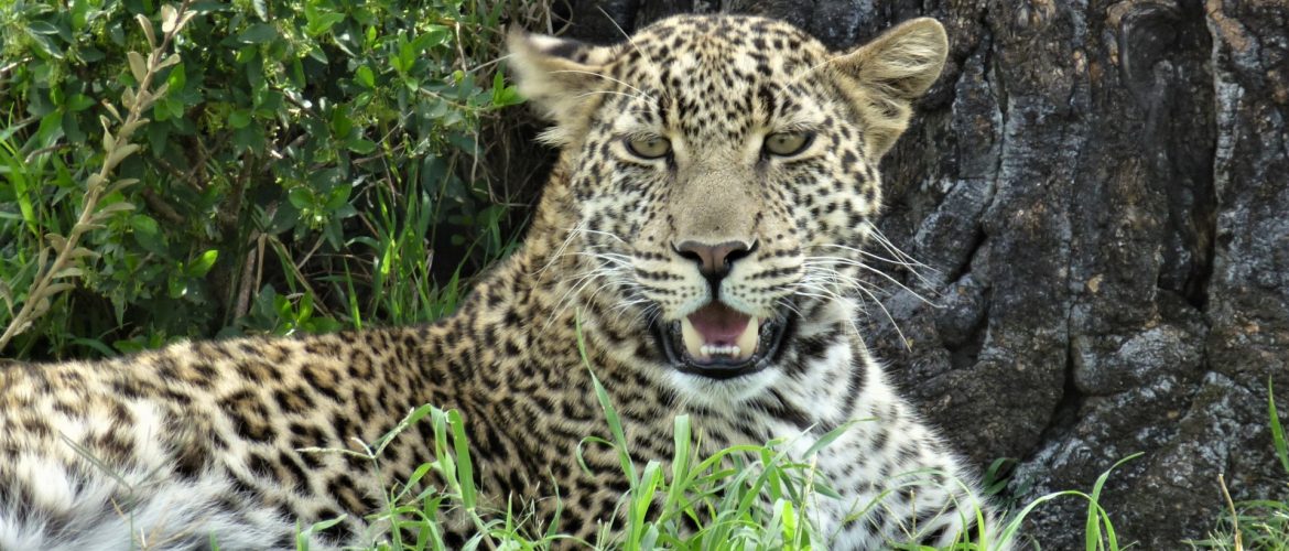 Absolute Holiday Safaris _Kenya Safari Holidays _ Kenya Budget Safaris Absolute Holiday Safaris _ Kenya Safari Holidays _ Kenya Budget Safaris