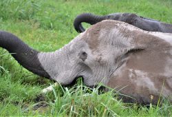 Best of Kenya Lodge Safari Best of Kenya Safari Lodge