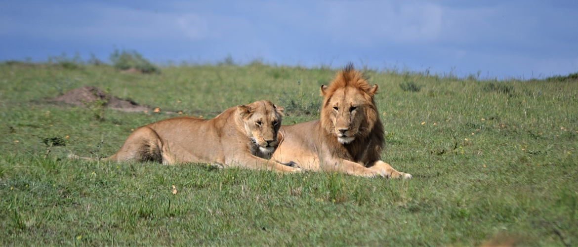 Kenya Budget holiday safaris