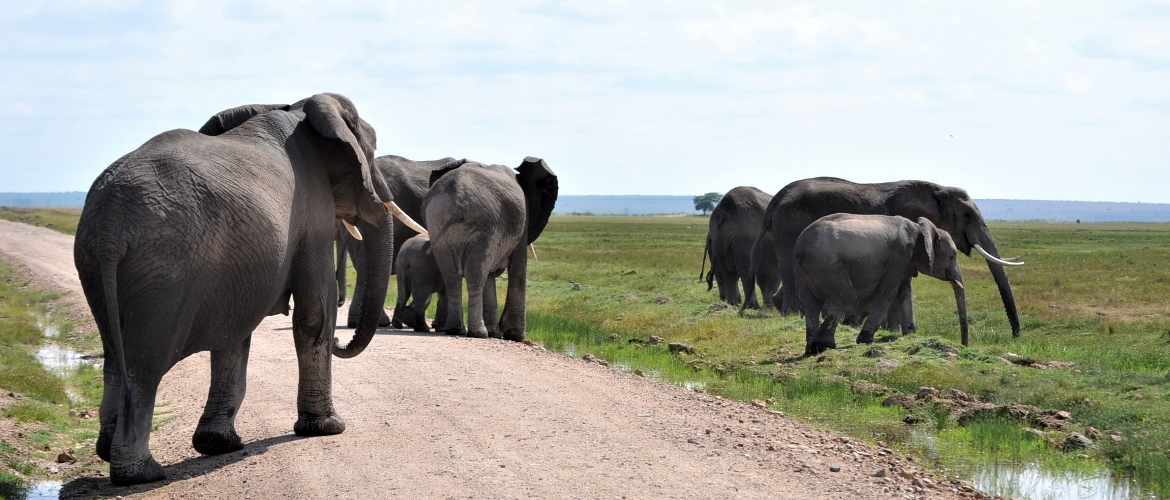 Kenya Budget Safari Amboseli