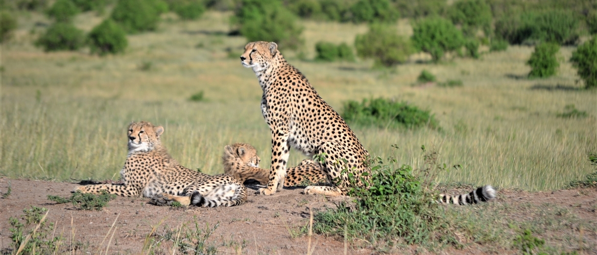 Kenya Budget Safari