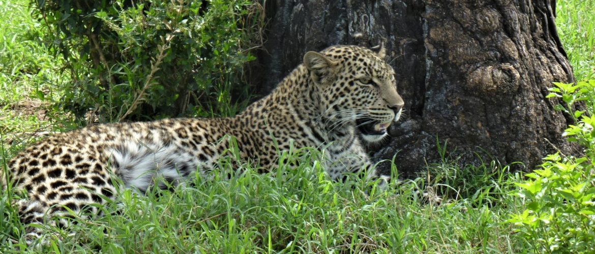Kenya Safari Holiday Tour