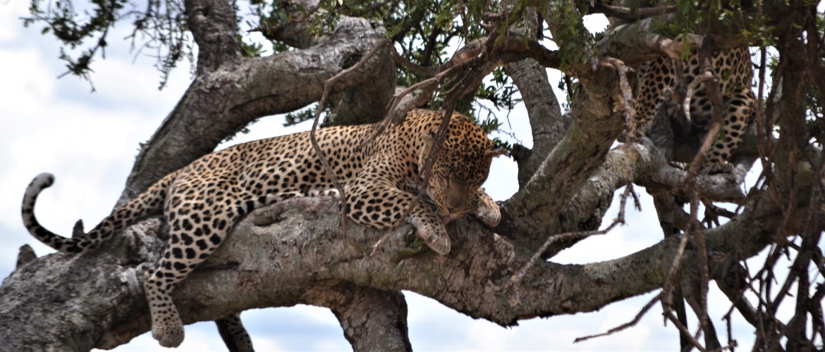 Kenya Safari Tour Package