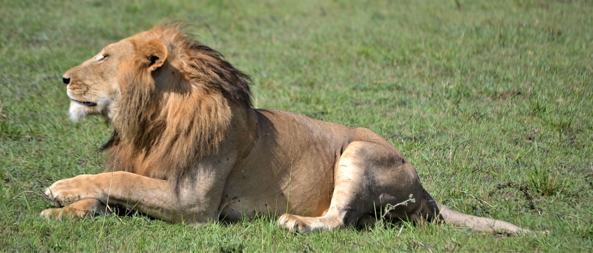 Kenya Wildlife Safaris Kenya Wildlife Safaris
