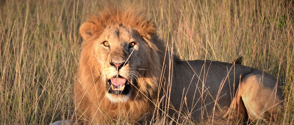 Kenya Safari Package Tsavo