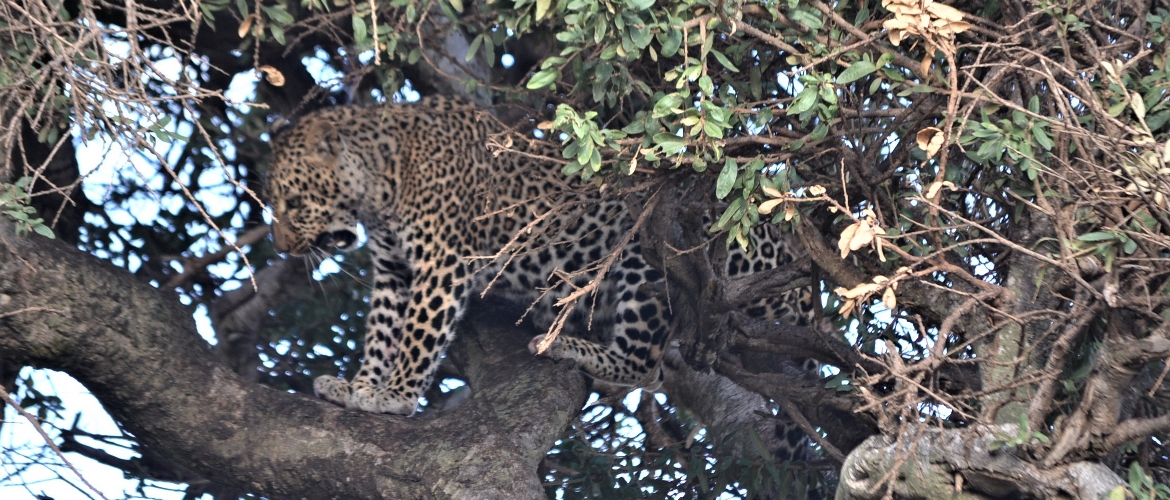 Masai Mara Flying Package Masai Mara Flying Package