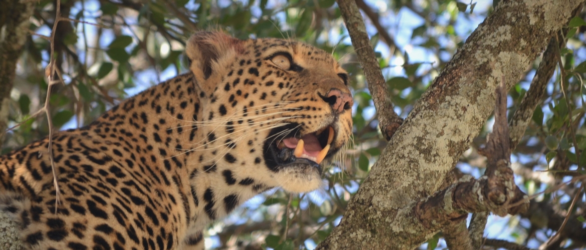 Masai Mara Lemek Conservancy