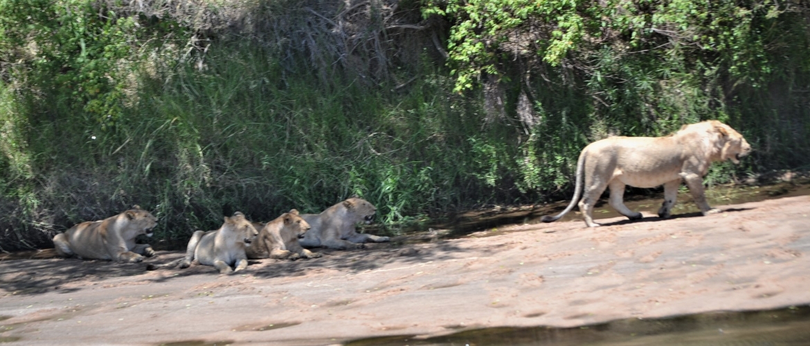 Meru National Park Safari