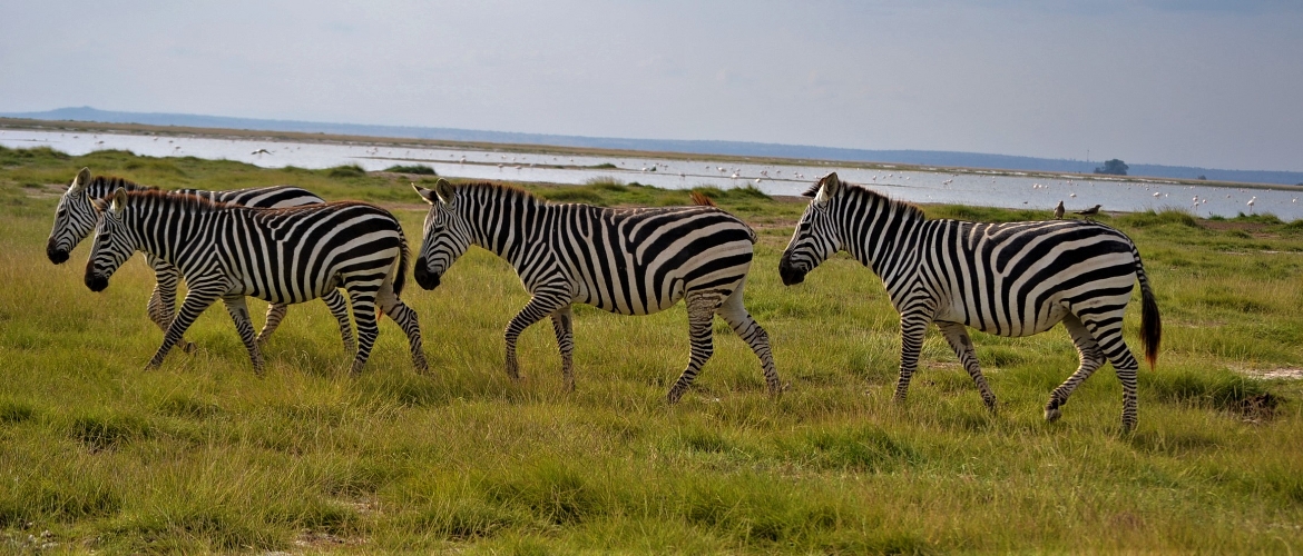 African Safari Holiday African Safari Holiday