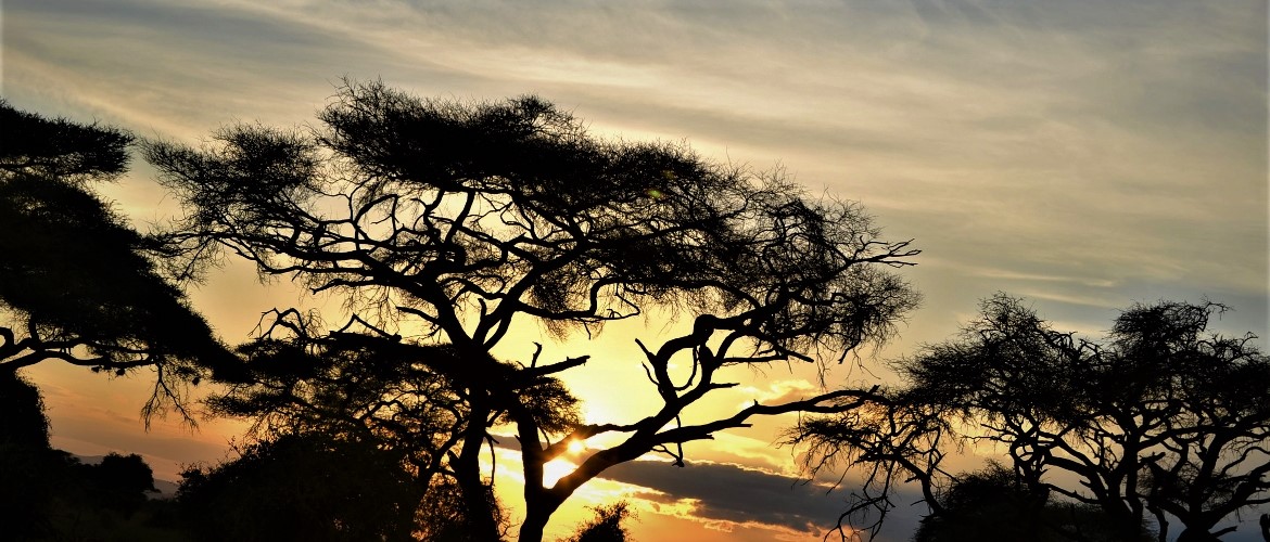 African Safari Across Kenya and Tanzania