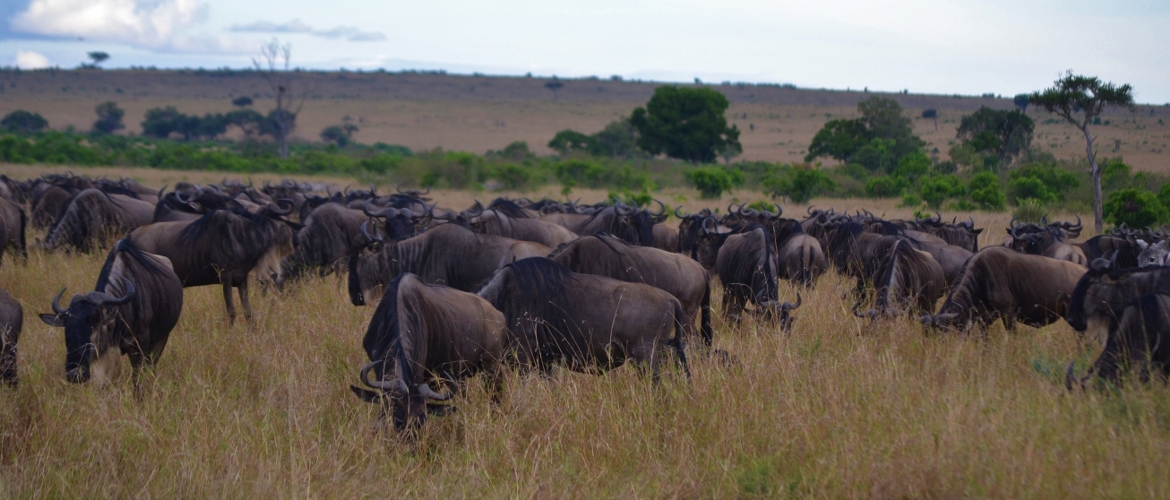 Best Kenya Budget Safari