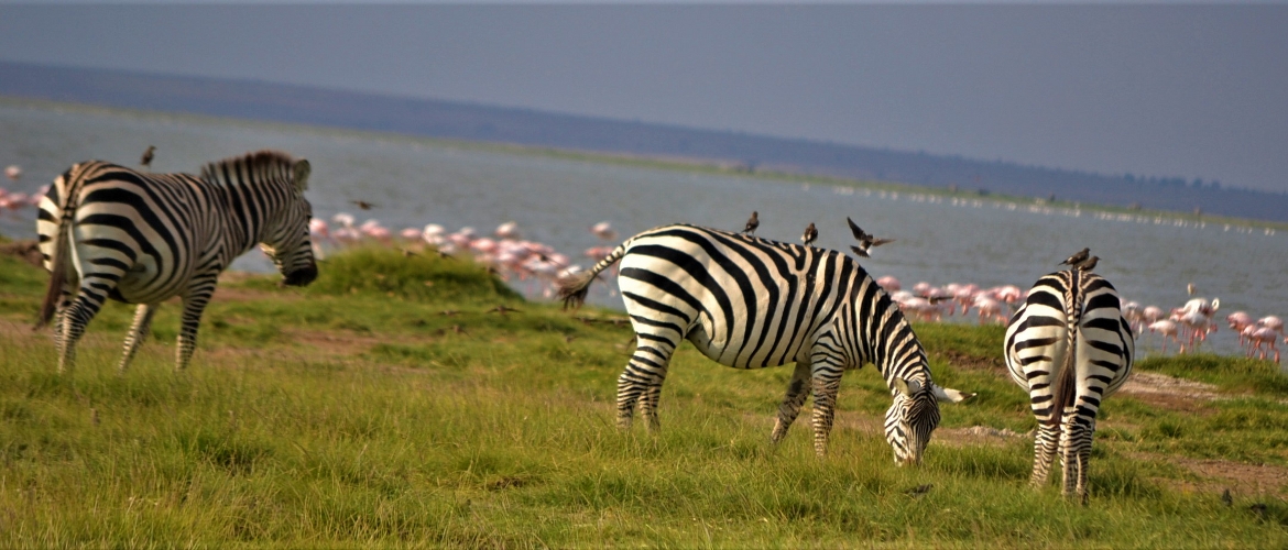 Kenya Budget Safari Kenya Budget Safari