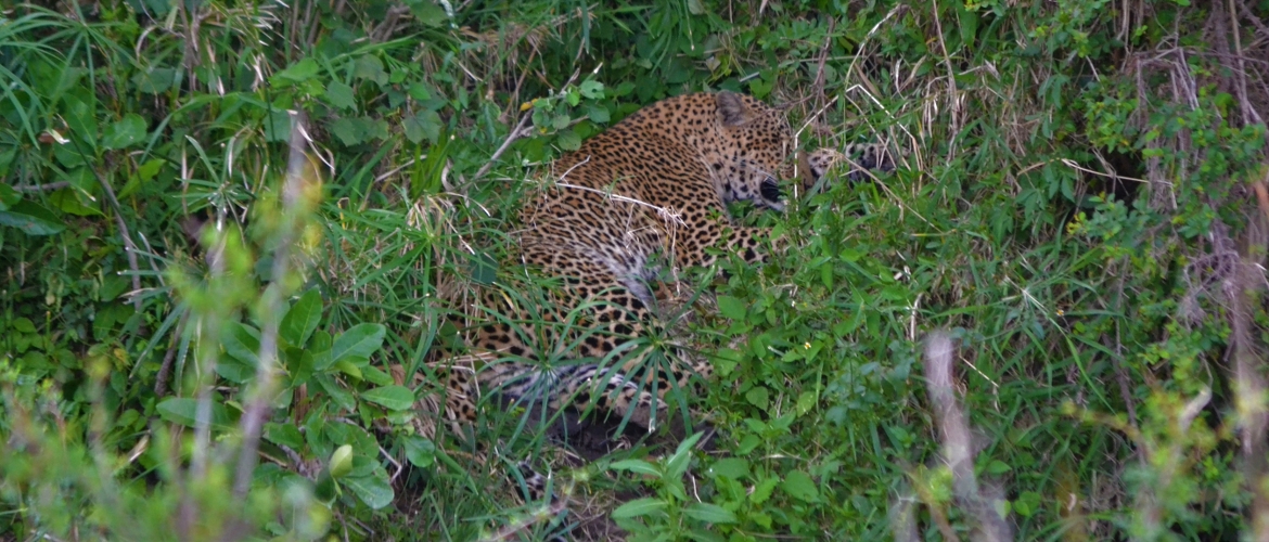 Kenya Safari Holiday Tours Kenya Safari Holiday Tours
